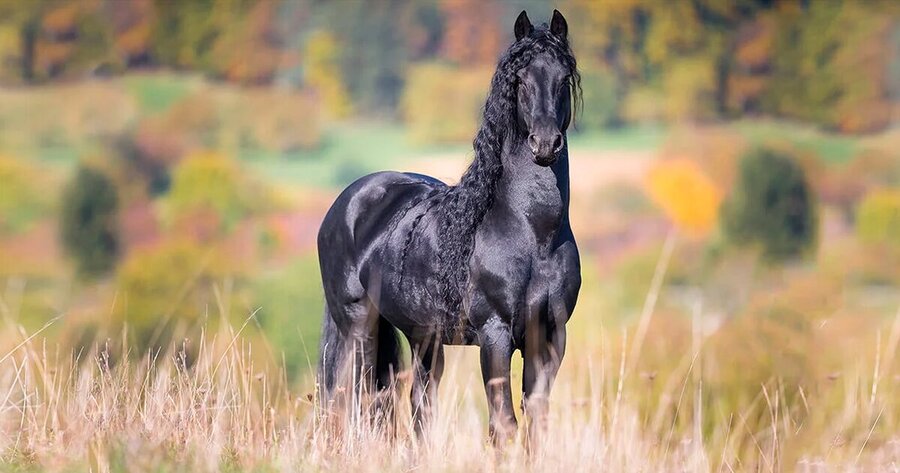 زیباترین اسب جهان؛ این اسب از افسانه ها آمده است(+عکس)