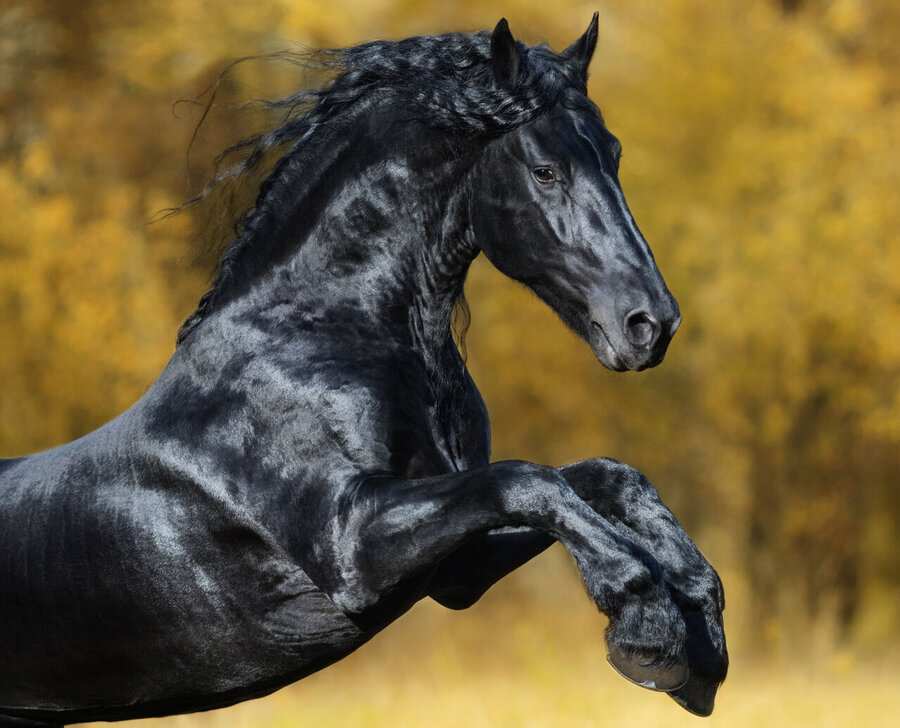زیباترین اسب جهان؛ این اسب از افسانه ها آمده است(+عکس)