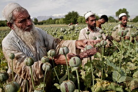 دلایل کاهش تولید تریاک در افغانستان/ برنامه طالبان چیست؟