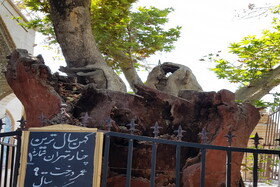 ماجرای ثبت میراثی درختان ارزشمند تهران چیست؟