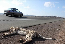 آخرین وضعیت ساماندهی جاده مرگ یوزپلنگ‌ها